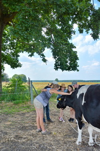 Kuh im Klassenzimmer